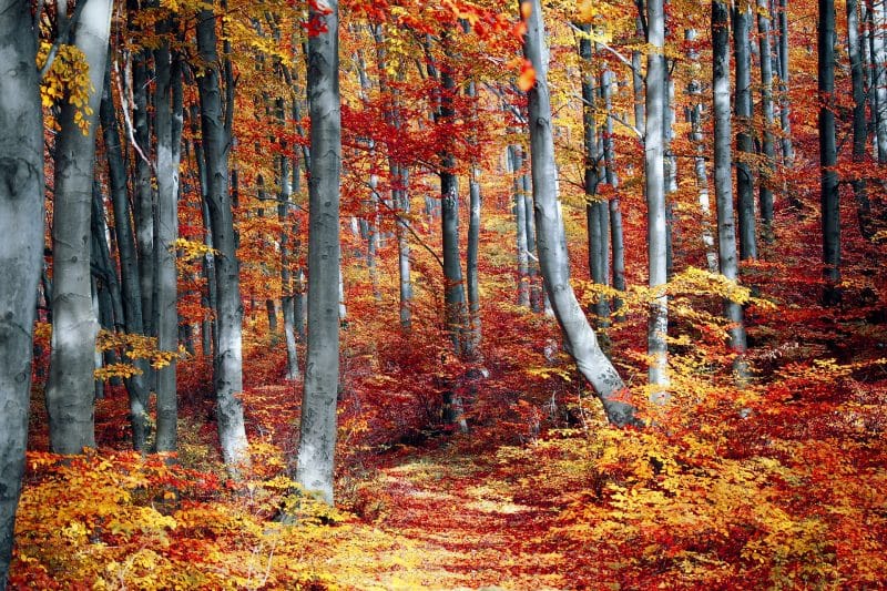 fall season trees