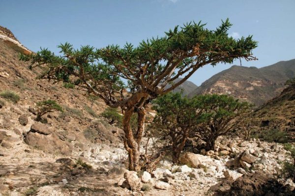 What Does Frankincense Smell Like - frankincense trees
