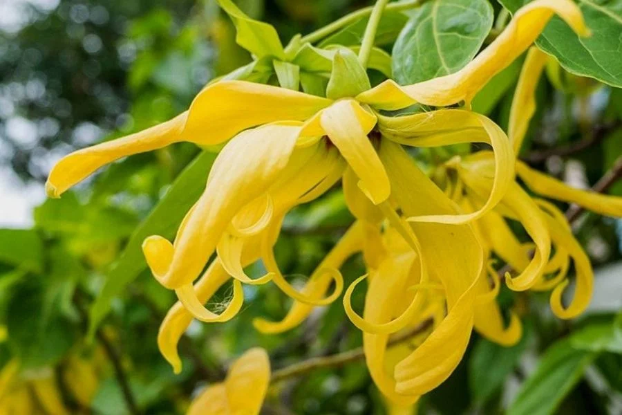 The ylang Ylang flower