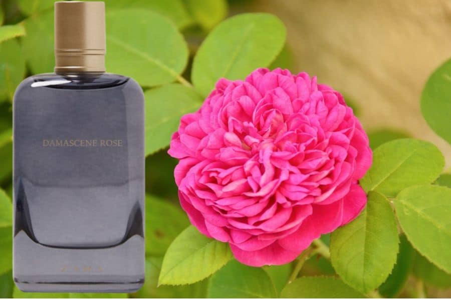 Damascene Rose,one of the top fragrances